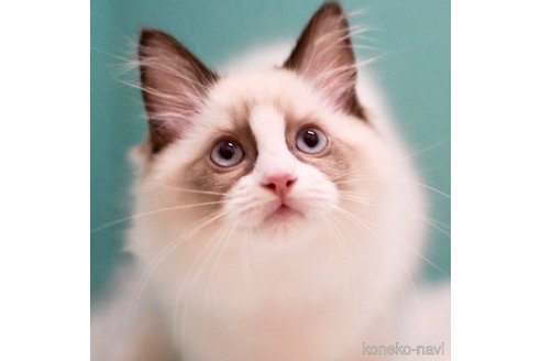 成約済の東京都のラグドール-97556の2枚目